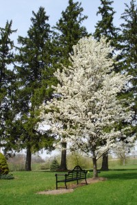 tree in bloom